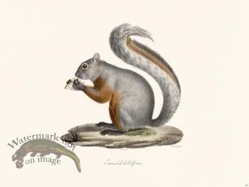 Cuvier 266 Squirrel of California